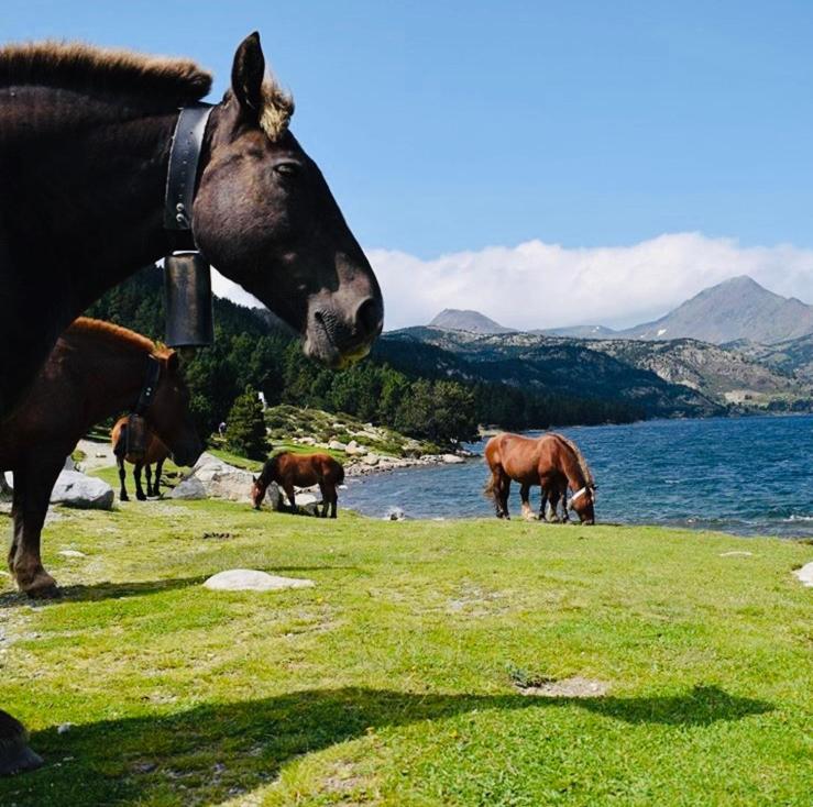 Studio La Poule Au Pot Pieds Des Pistes Font Romeu Pyrenees 2000 Διαμέρισμα Bolquere Pyrenees 2000 Εξωτερικό φωτογραφία