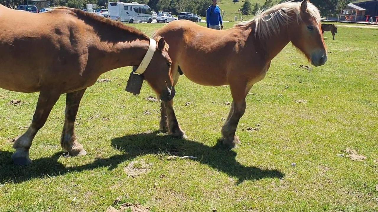 Studio La Poule Au Pot Pieds Des Pistes Font Romeu Pyrenees 2000 Διαμέρισμα Bolquere Pyrenees 2000 Εξωτερικό φωτογραφία